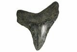 Fossil Megalodon Tooth - South Carolina #150027-1
